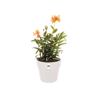 b.for original rond 30cm blanc